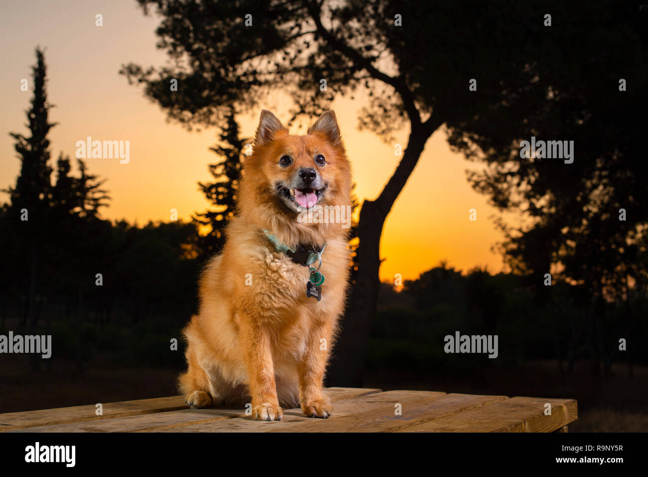 Spitz Pomeranian dog Banque D'Images