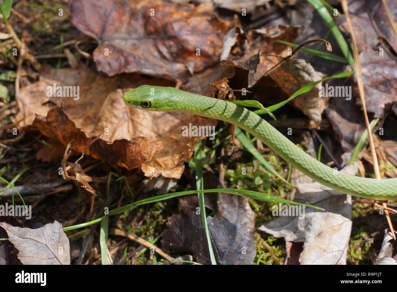Serpent vert dans les feuilles - (couleuvre verte, Opheodrys vernalis) Banque D'Images