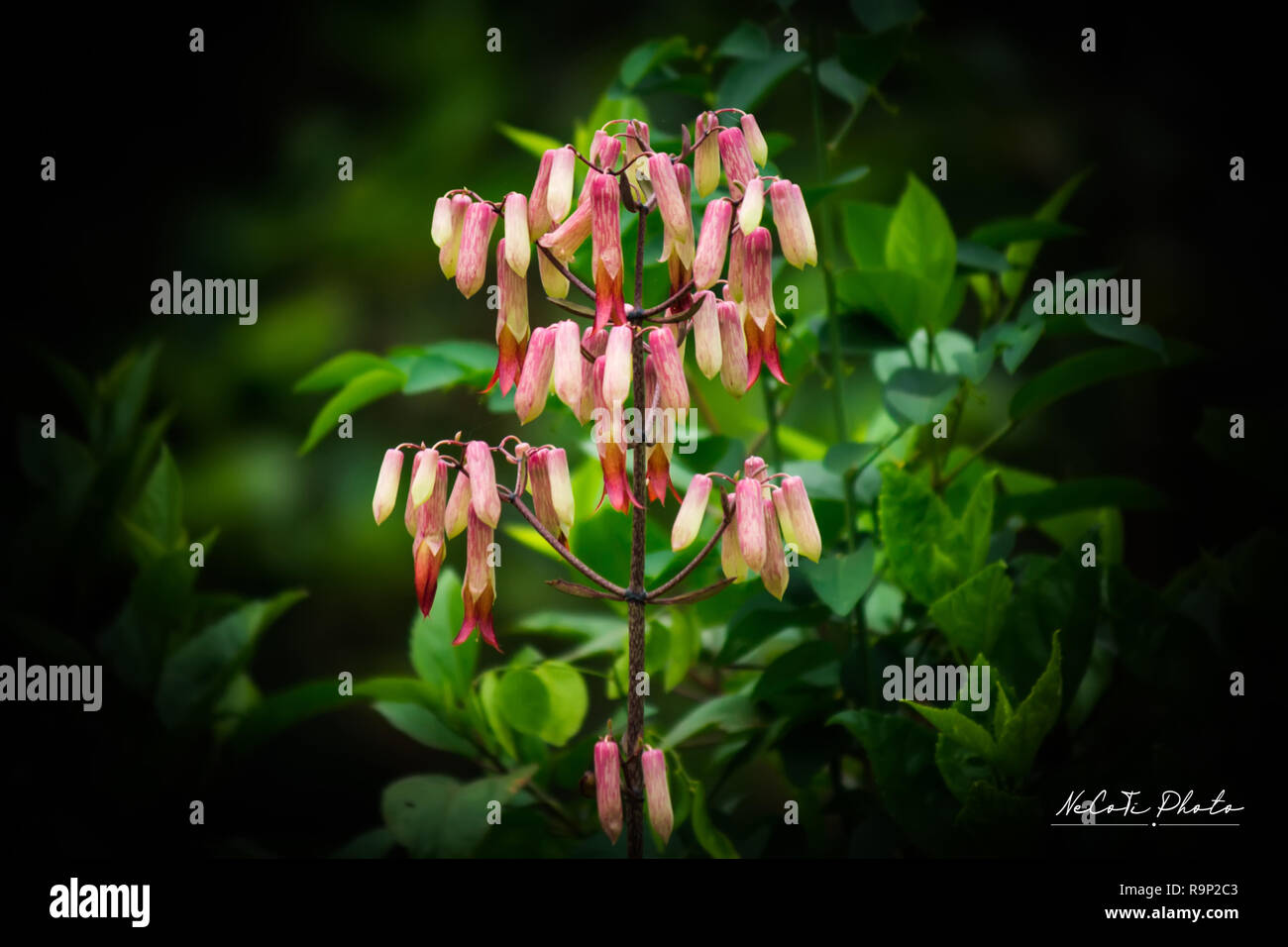 Kalanchoe pinnata fleurs Banque D'Images