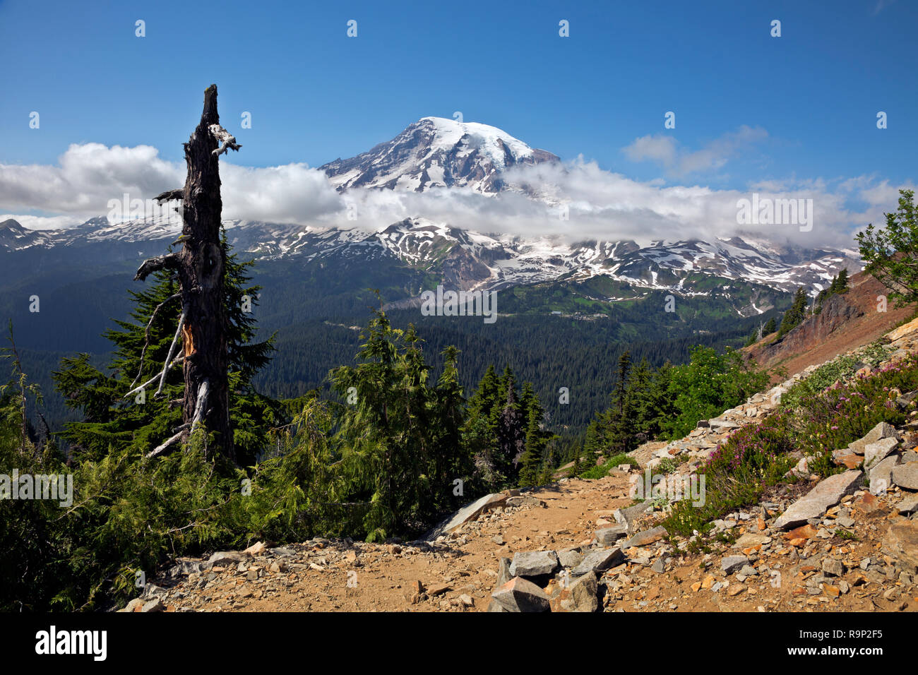 WA15597-00...WASHINGTON - Le sentier près de Pinnacle Pinnacle Peak selle avec vue sur le mont Rainier dans Mount Rainier National Park. Banque D'Images