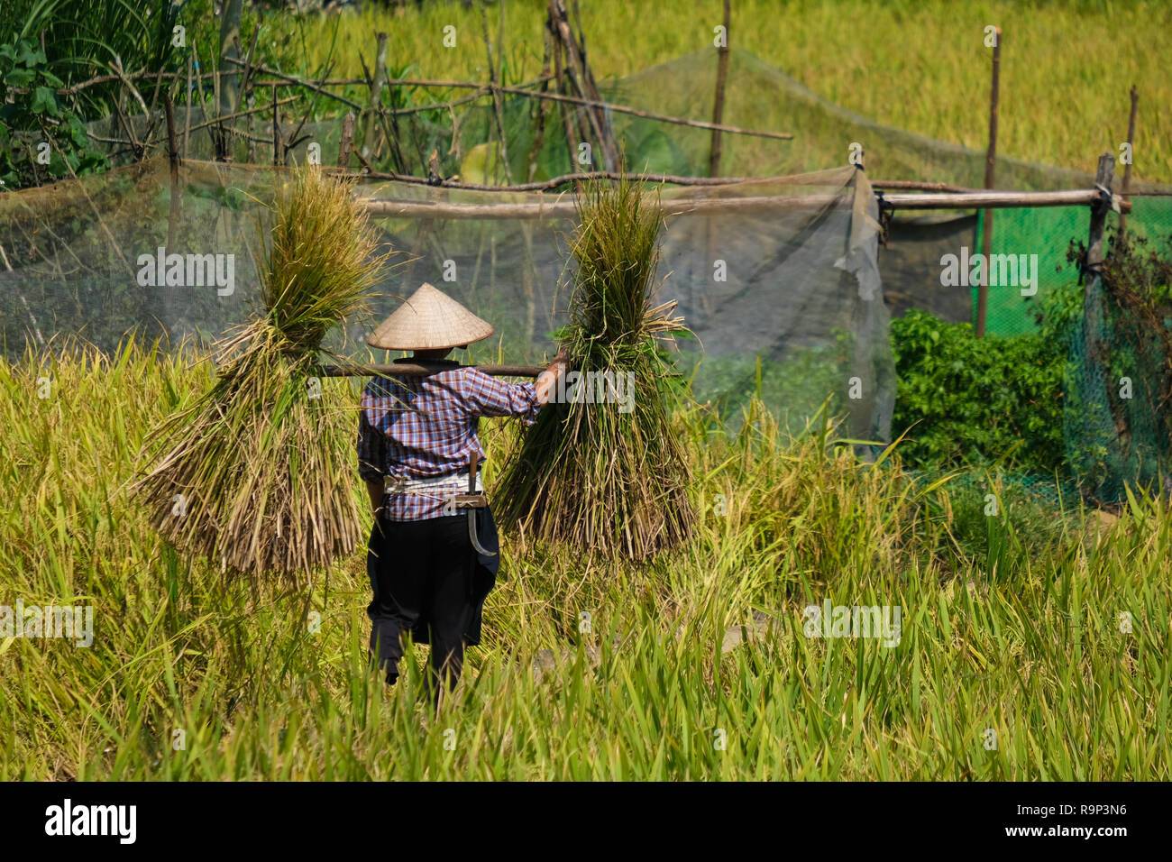 La saison des récoltes. Une agricultrice de la récolte de riz mûrs à la main, la drépanocytose sur champ de riz jaune. Une fermière avec Chapeau conique traditionnel travaillant Banque D'Images