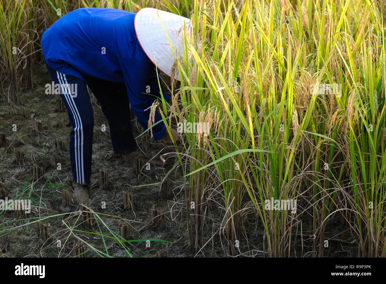 Recolte Riz La saison des récoltes. Une agricultrice de la récolte de riz mûrs à la ...