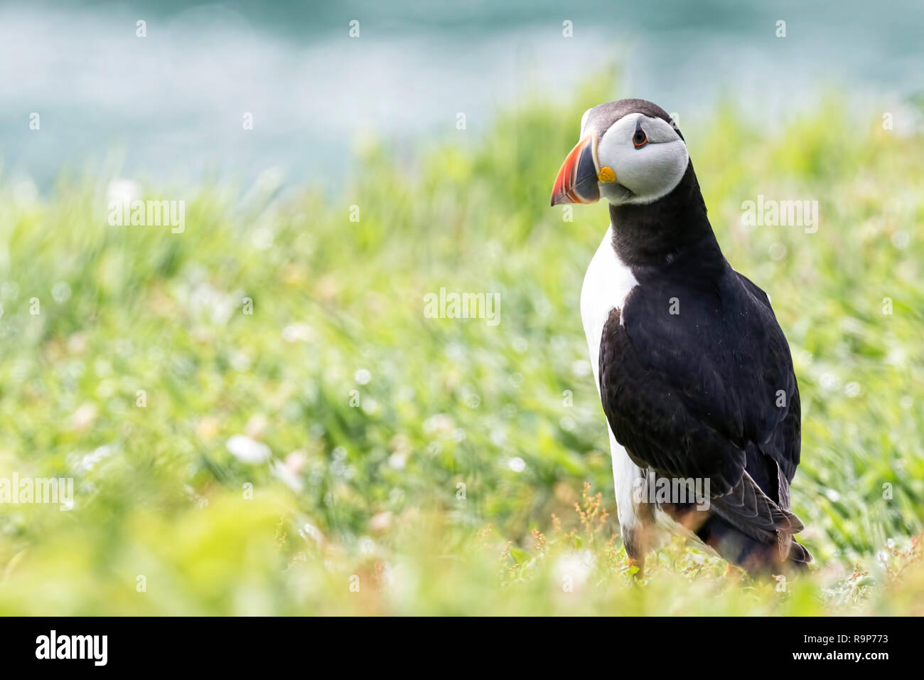 À la recherche. Un Macareux moine (Fratercula arctica), l'île de Skomer, sud et ouest de la réserve naturelle de fiducie de la faune du pays de Galles Banque D'Images