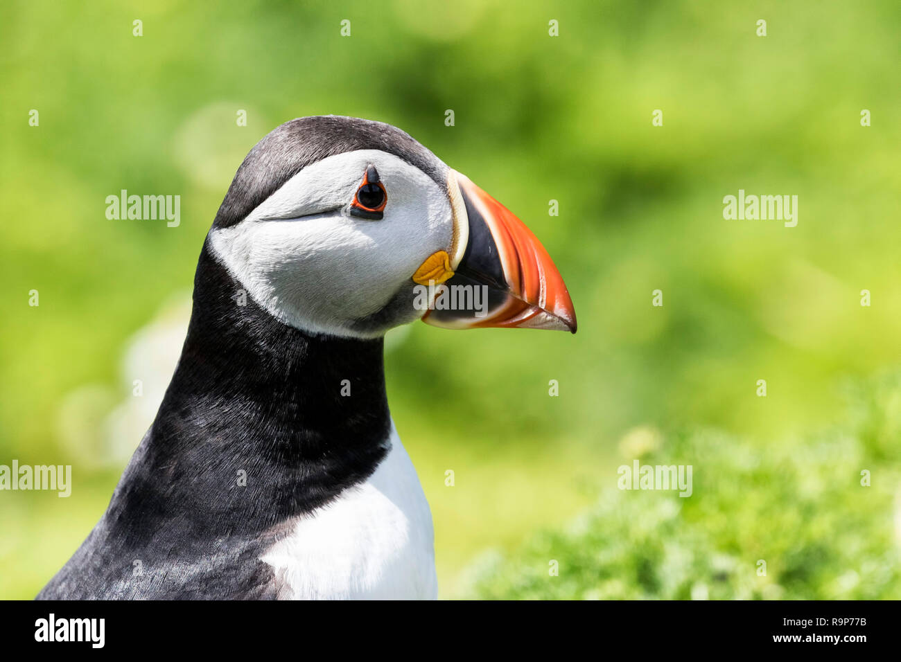 Macareux moine (Fratercula arctica) close up, l'île de Skomer, sud et ouest de la réserve naturelle de fiducie de la faune du pays de Galles Banque D'Images