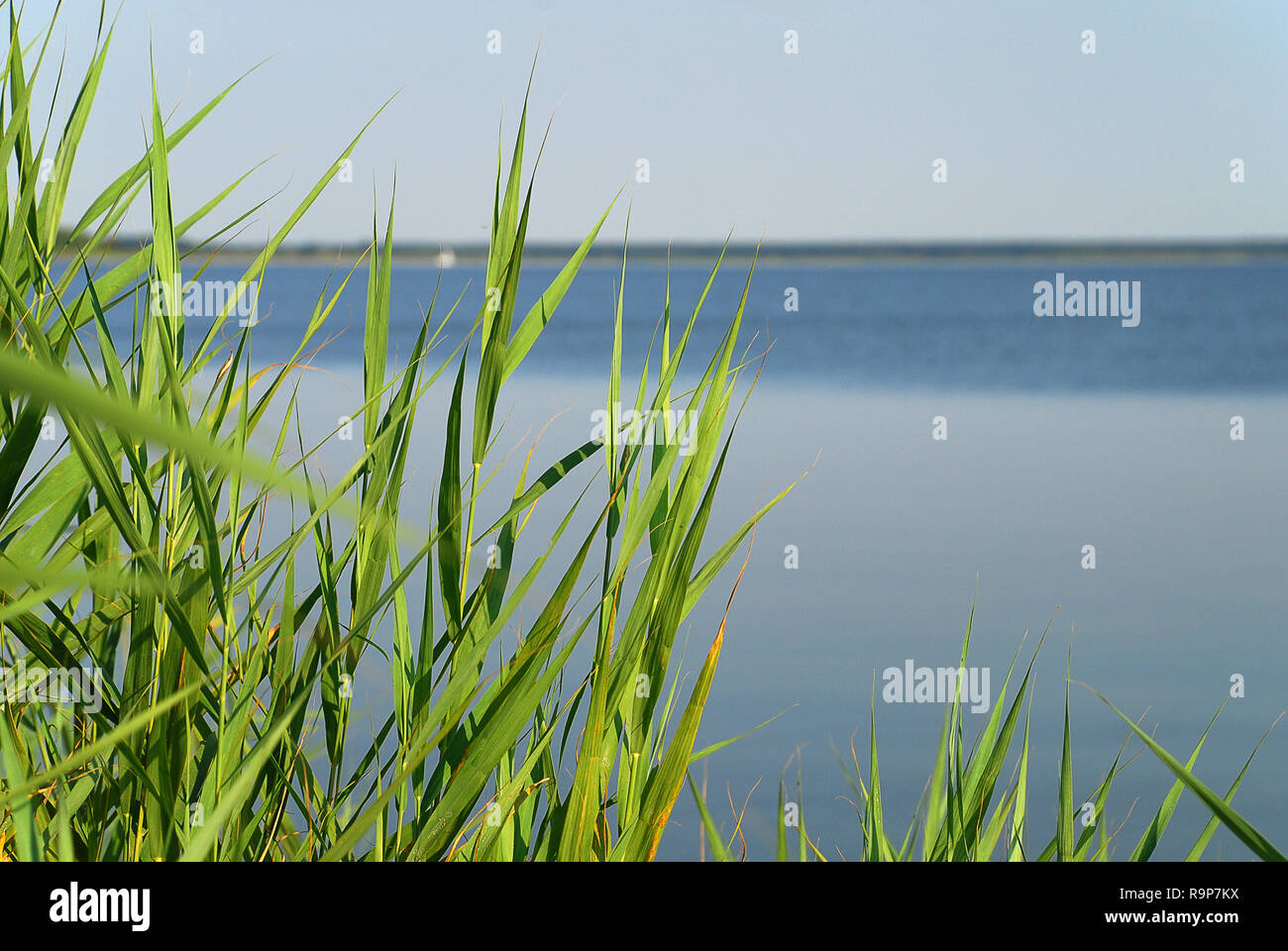 Bodden paysage avec installations côtières à côte de la mer Baltique aux beaux jours de l'été, NÉ, Darss, Allemagne. Le Darss est la partie centrale de la péninsule de Banque D'Images