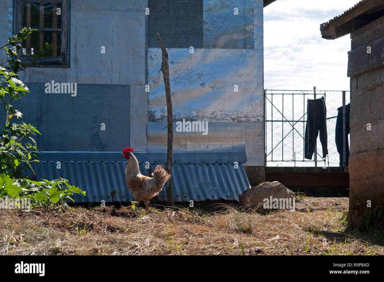 Du poulet dans un village, maison à Madongo Sagada, Mountain Province, Luzon, Philippines, Asie du Sud, Asie Banque D'Images