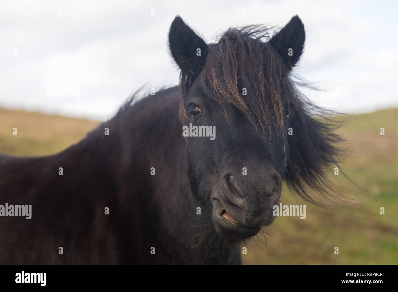 Free Range, Îles Shetland poneys Shetland Banque D'Images