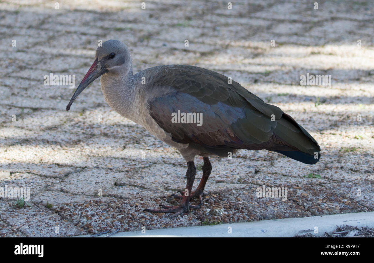 (Bostrychia hagedash Ibis hagedash) Banque D'Images