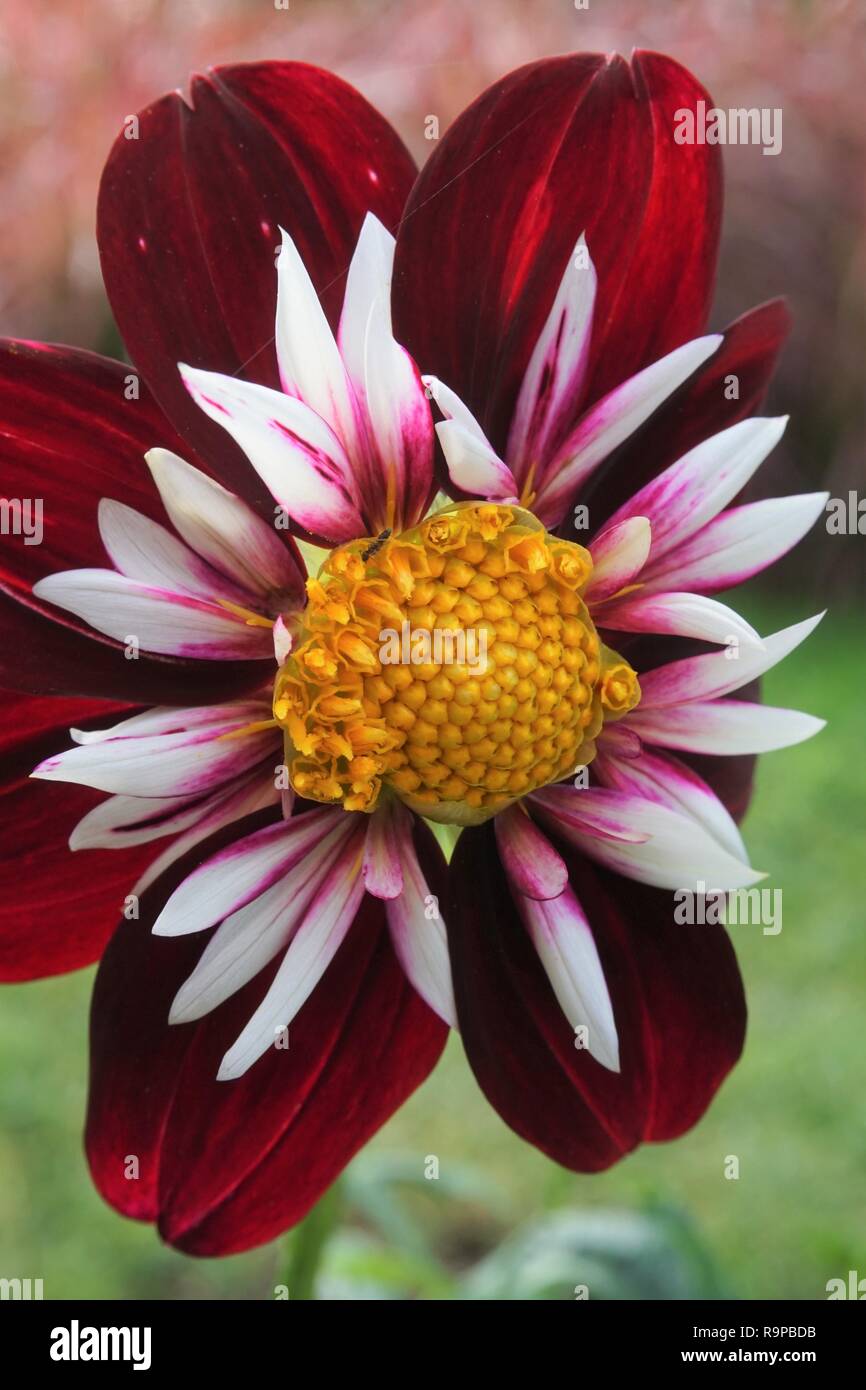 Fleur blanche et rouge Banque de photographies et d�??images ?� haute r?�solution - Alamy