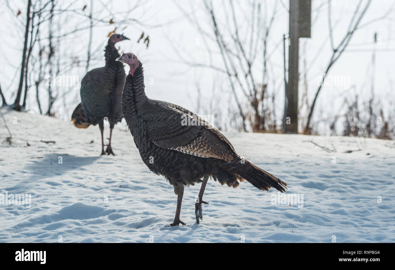 Le Dindon sauvage de l'est (Meleagris gallopavo silvestris) poule dans un bois d'hiver. Banque D'Images