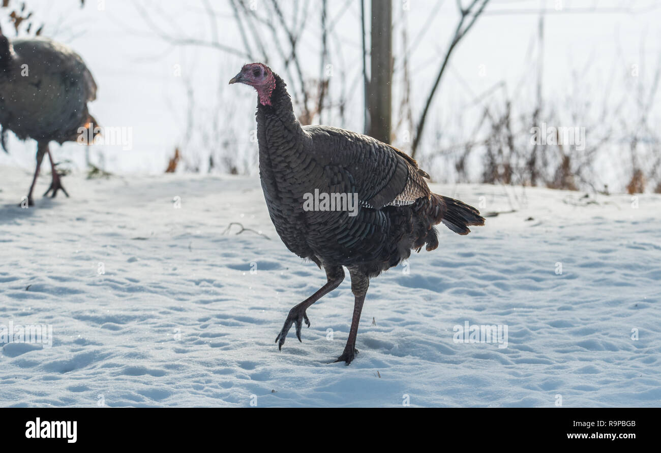 Le Dindon sauvage de l'est (Meleagris gallopavo silvestris) poule dans un bois d'hiver. Banque D'Images