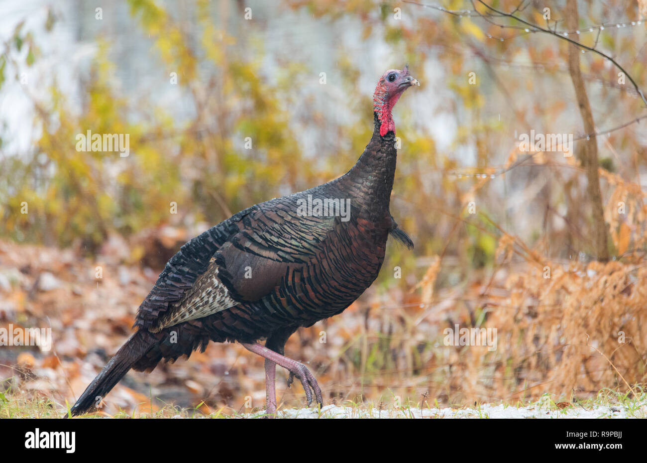 Le Dindon sauvage de l'est (Meleagris gallopavo silvestris) poule dans une couleur d'automne de cour boisée momentanément en pause comme si de poser pour la caméra. Banque D'Images