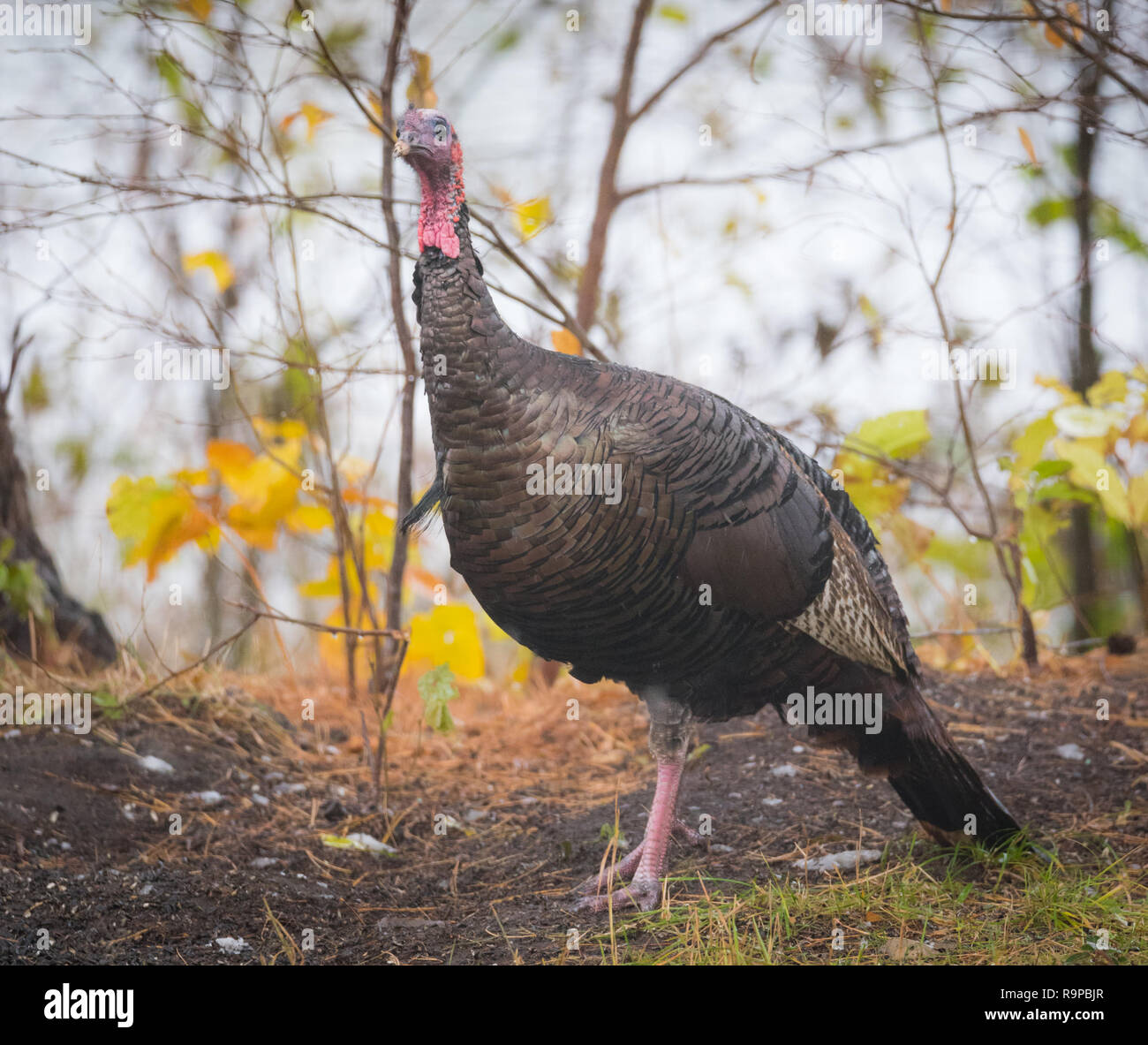 Le Dindon sauvage de l'est (Meleagris gallopavo silvestris) poule dans une couleur d'automne de cour boisée momentanément en pause comme si de poser pour la caméra. Banque D'Images