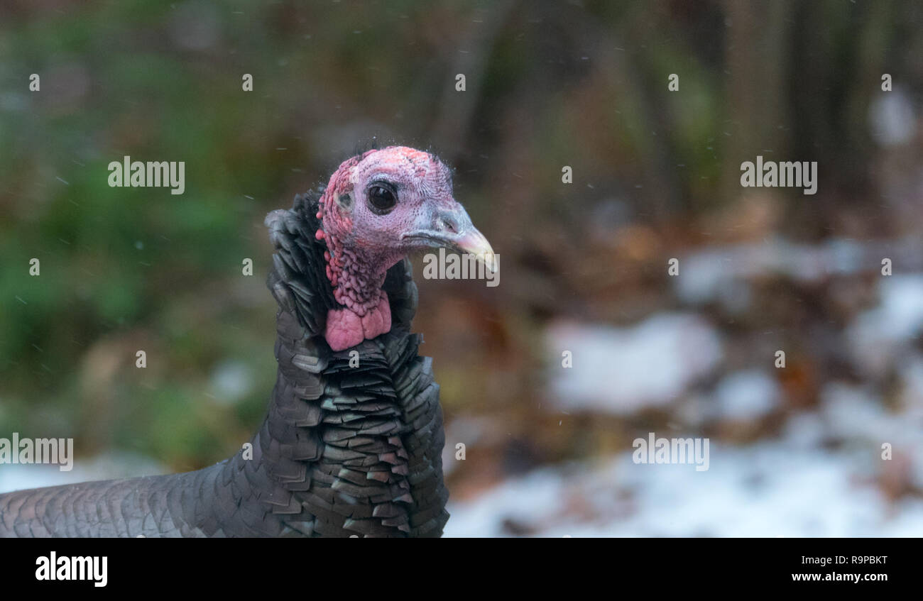 Le Dindon sauvage de l'est (Meleagris gallopavo silvestris) poule dans un triage des bois de couleur d'automne s'arrête momentanément comme si de poser pour la caméra. Banque D'Images
