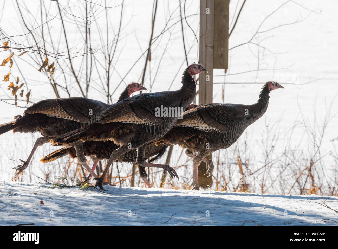 Le Dindon sauvage de l'est (Meleagris gallopavo silvestris) poules qui traverse un parc boisé. Banque D'Images