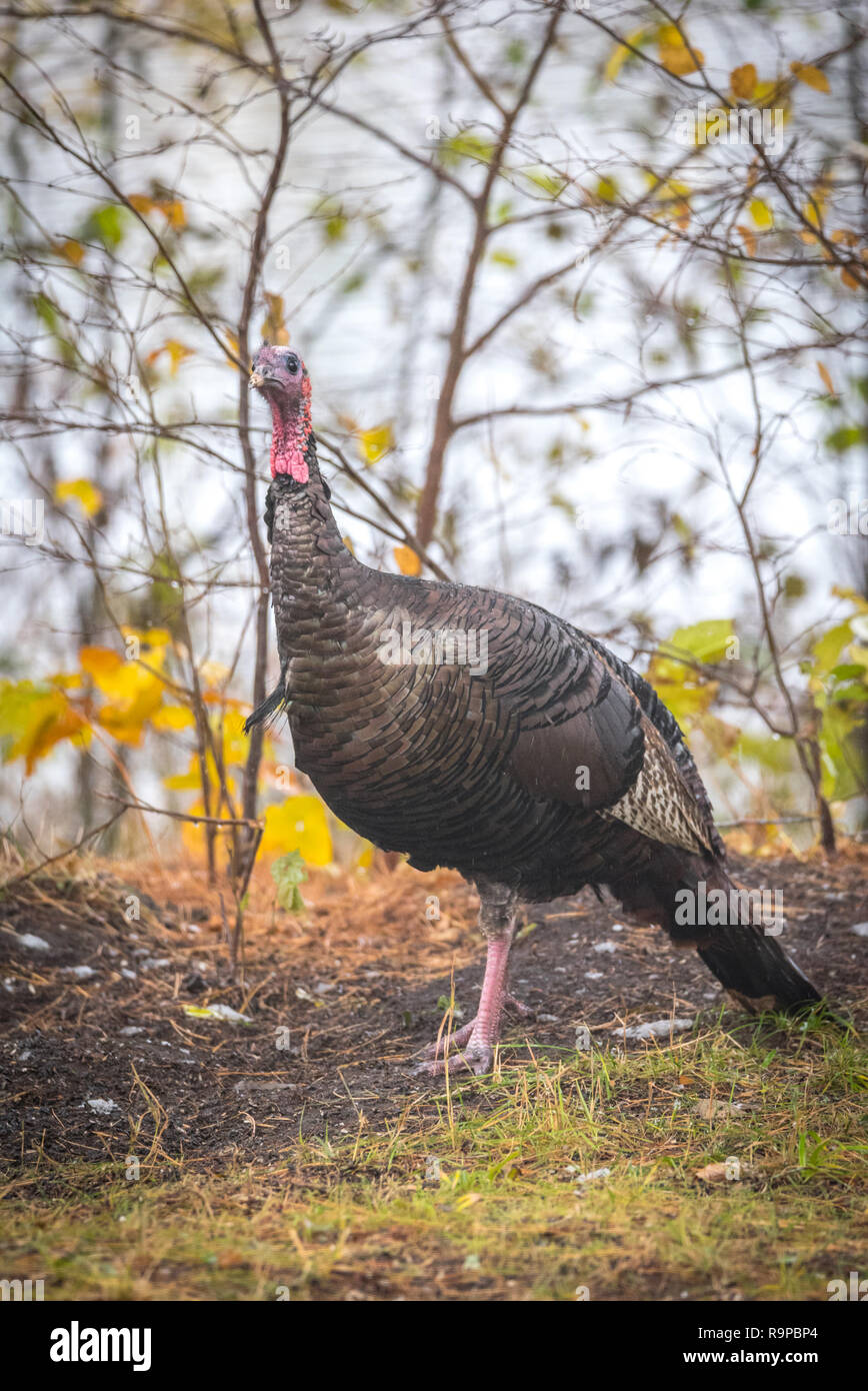 Le Dindon sauvage de l'est (Meleagris gallopavo silvestris) poule dans une couleur d'automne de cour boisée momentanément en pause comme si de poser pour la caméra. Banque D'Images