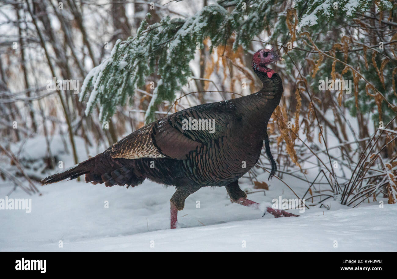 Le Dindon sauvage de l'est (Meleagris gallopavo silvestris) poule dans un bois d'hiver. Banque D'Images