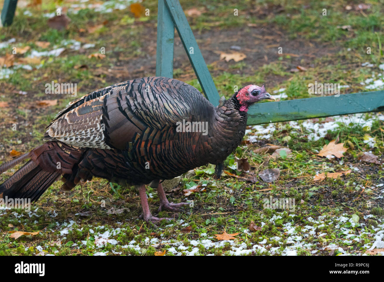 Le Dindon sauvage de l'est (Meleagris gallopavo silvestris) poule dans un bois au début de l'hiver, cour. Banque D'Images