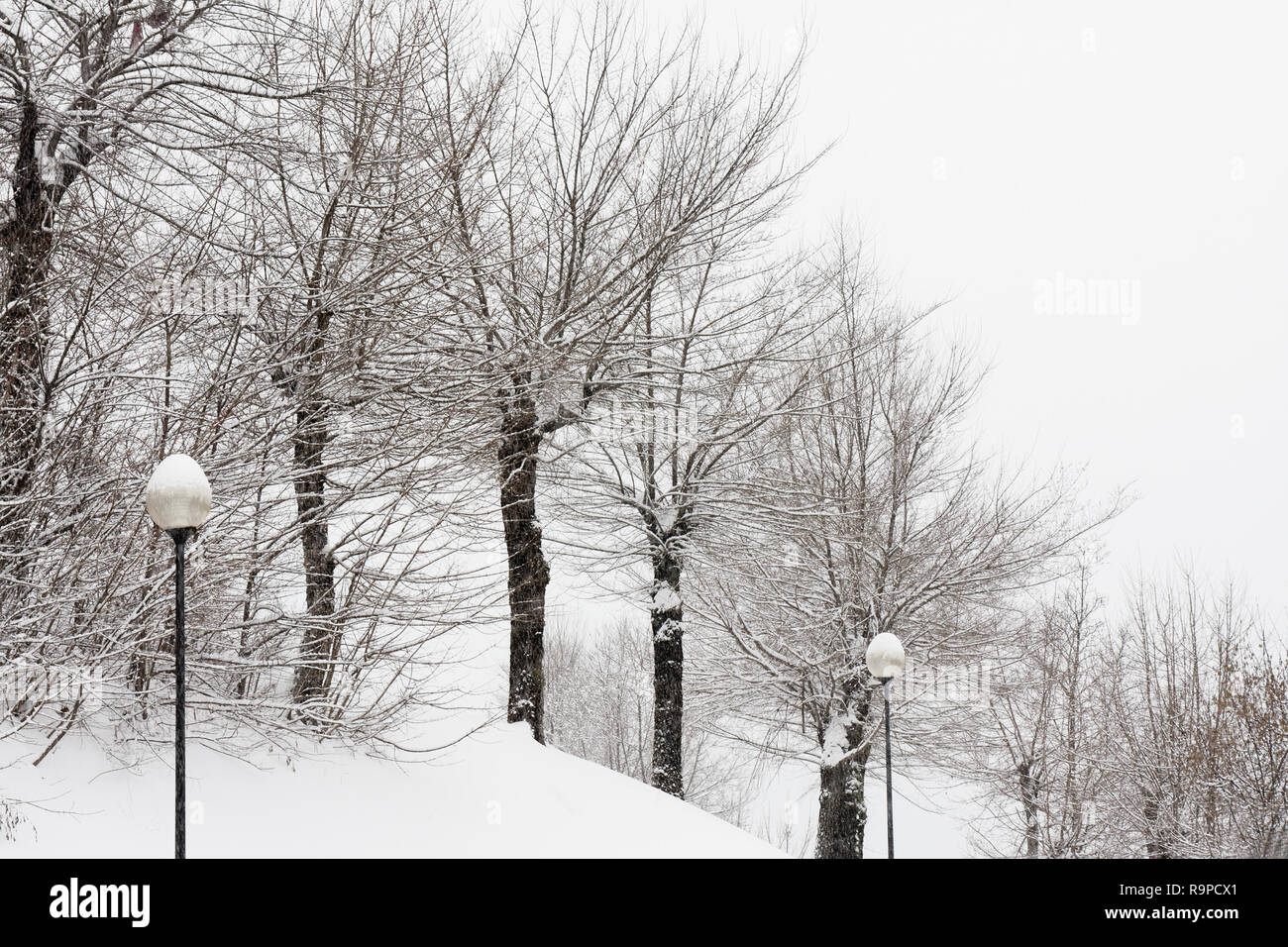 Arbres sous la neige winter scene Banque D'Images