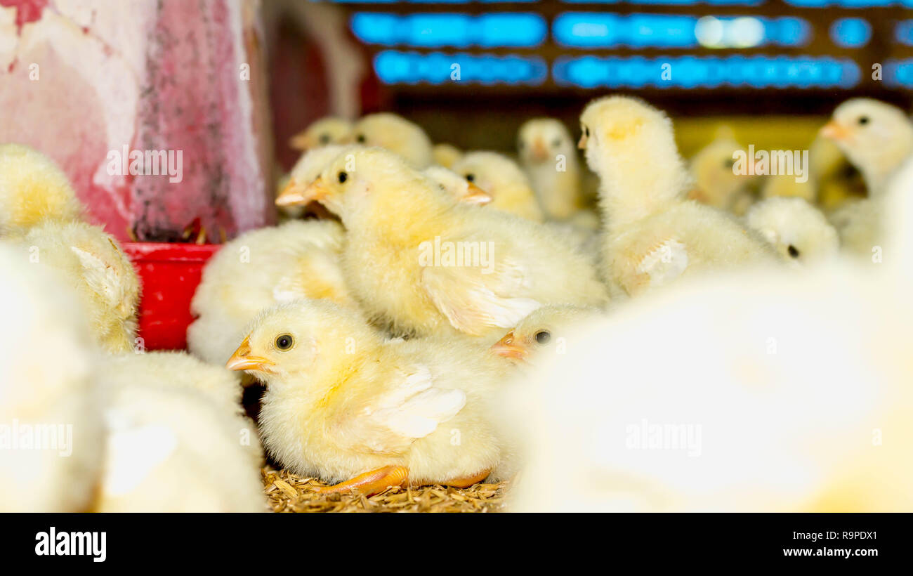 Poulet à griller d'un jour à la ferme. les est spécialement produits et élevés pour la production de viande Banque D'Images