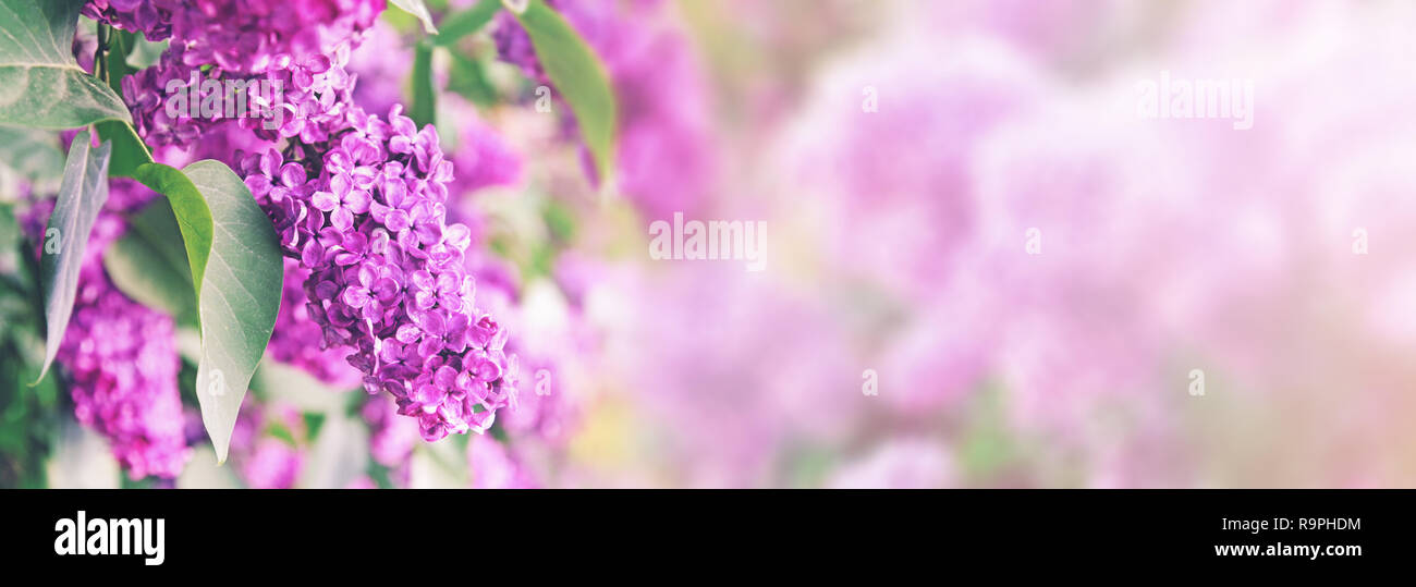 Bush lilas pourpre blossom with copy space Banque D'Images