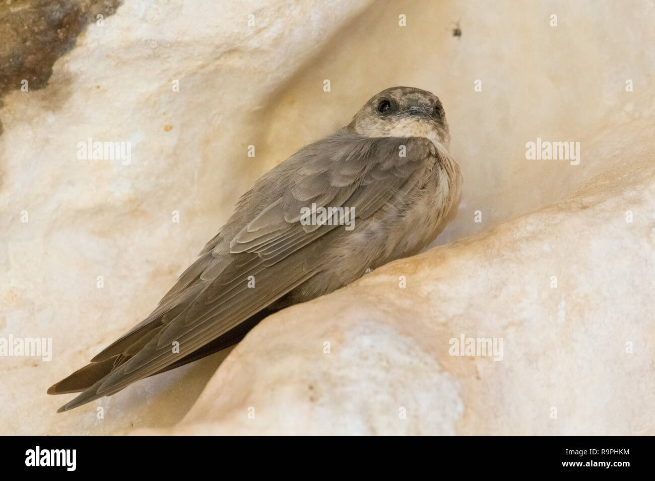 Crag Martin pâle (Ptyonoprogne obsoleta arabica), perché sur un rocher en Oman Banque D'Images