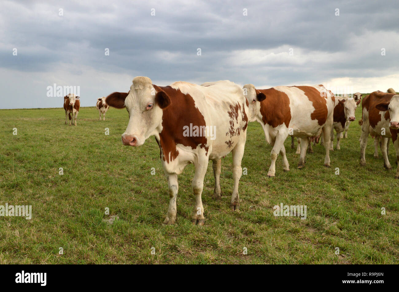Un troupeau de vaches laitières, les bovins laitiers ou dans un vert pâturage. Vaches montbéliardes exclusivement des vaches de race. Banque D'Images