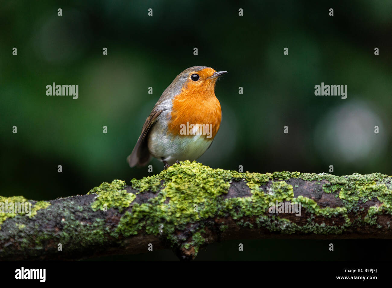 Robin, Erithacus rubecula aux abords, perché sur une branche Banque D'Images