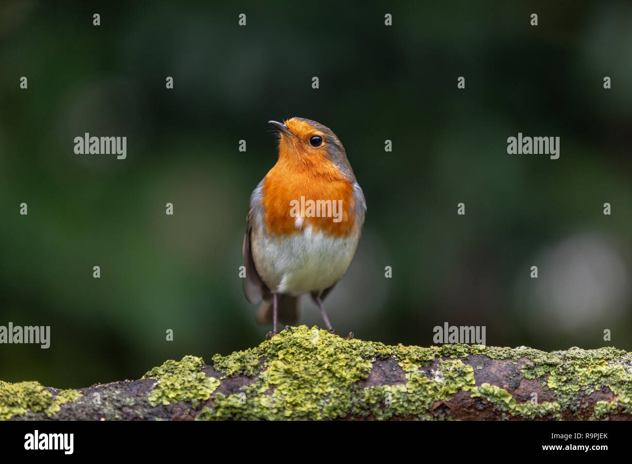 Robin, Erithacus rubecula aux abords, perché sur une branche Banque D'Images