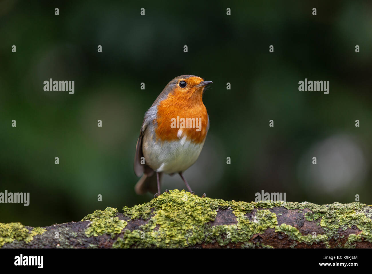 Robin, Erithacus rubecula aux abords, perché sur une branche Banque D'Images