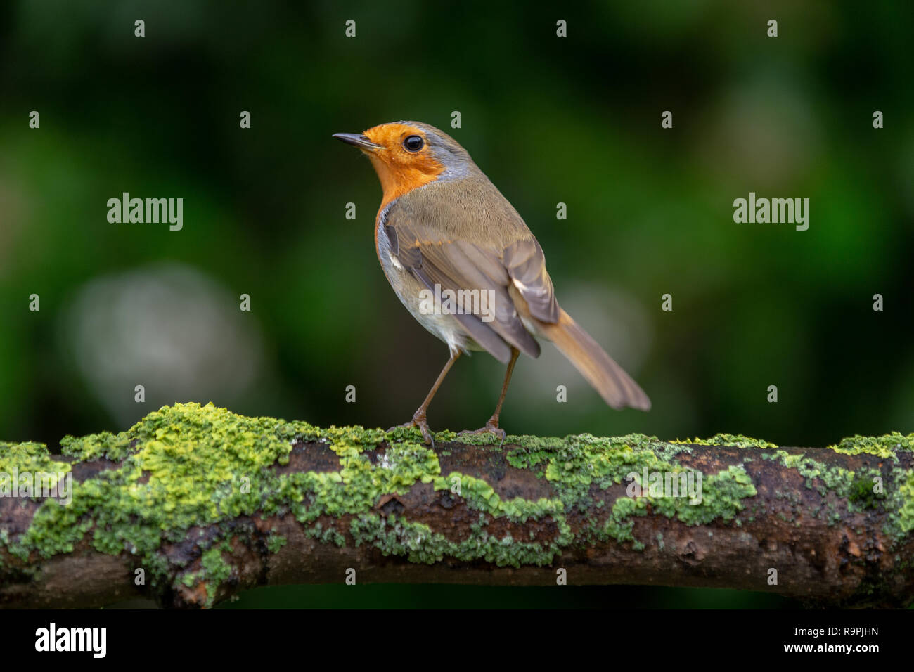 Robin, Erithacus rubecula aux abords, perché sur une branche Banque D'Images