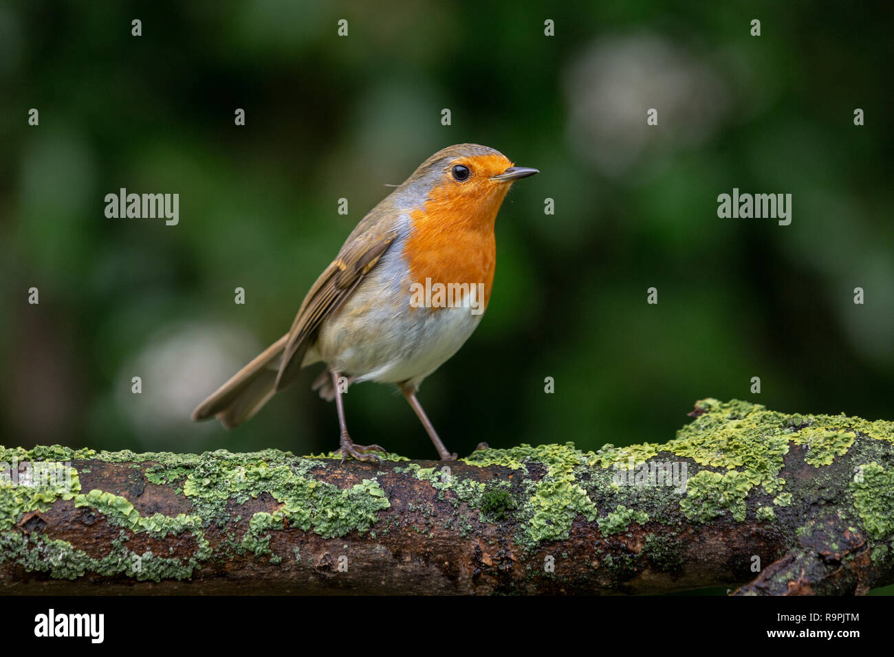 Robin, Erithacus rubecula aux abords, perché sur une branche Banque D'Images