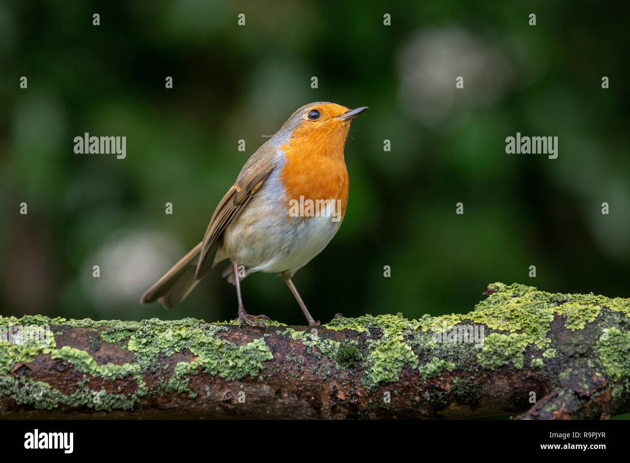 Robin, Erithacus rubecula aux abords, perché sur une branche jusqu'à Banque D'Images