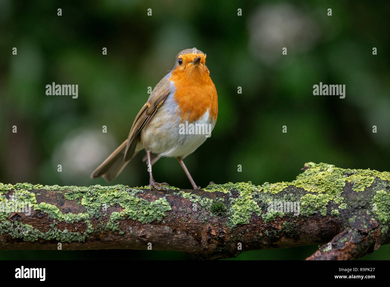 Robin, Erithacus rubecula aux abords, perché sur une branche Banque D'Images