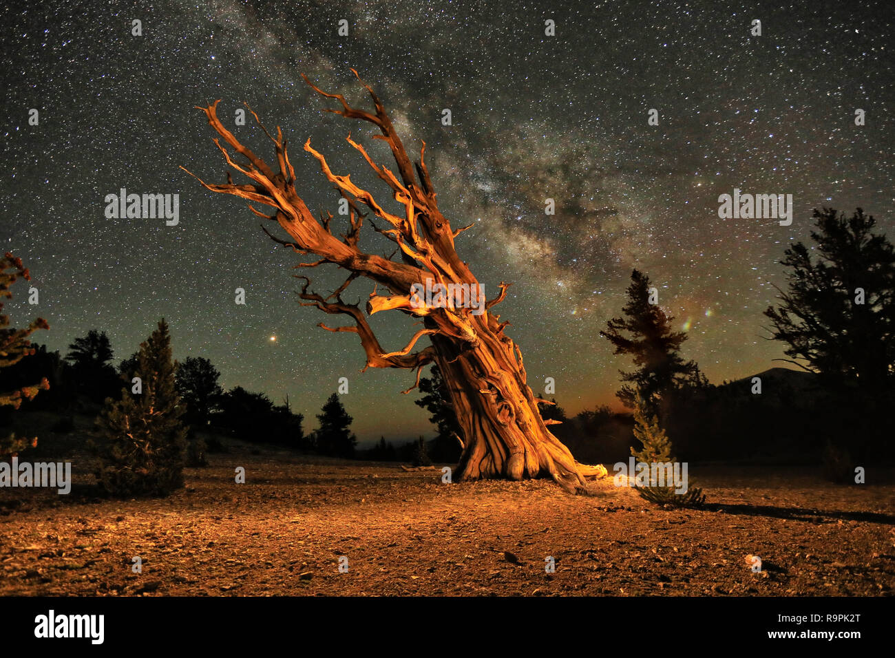 Lightpainted Bristlecone Pine Tree dans la forêt Banque D'Images