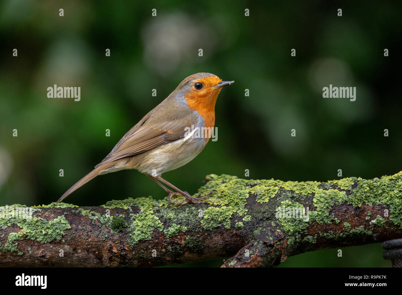 Robin, Erithacus rubecula aux abords, perché sur une branche Banque D'Images