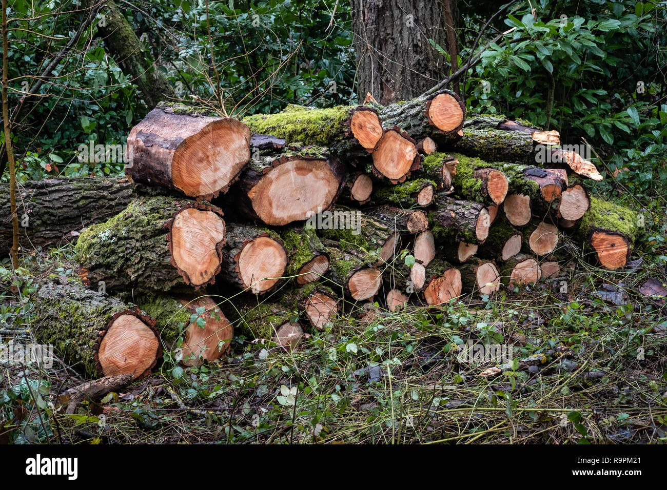 Les troncs d'arbres coupés le long d'un chemin forestier Banque D'Images