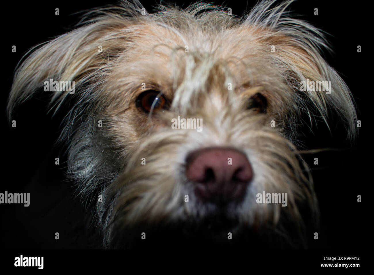 Agatha, mixed race mignon chien Banque D'Images