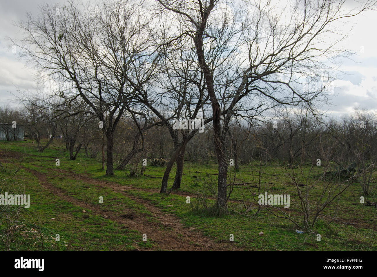 Le centre du Texas pays de l'espace rural avec les mesquites en hiver Banque D'Images