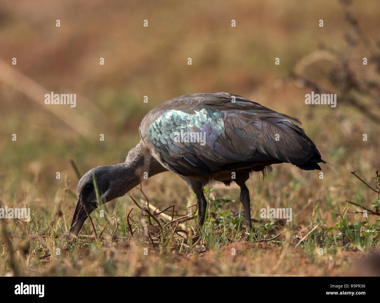 (Bostrychia hagedash Ibis hagedash) Banque D'Images