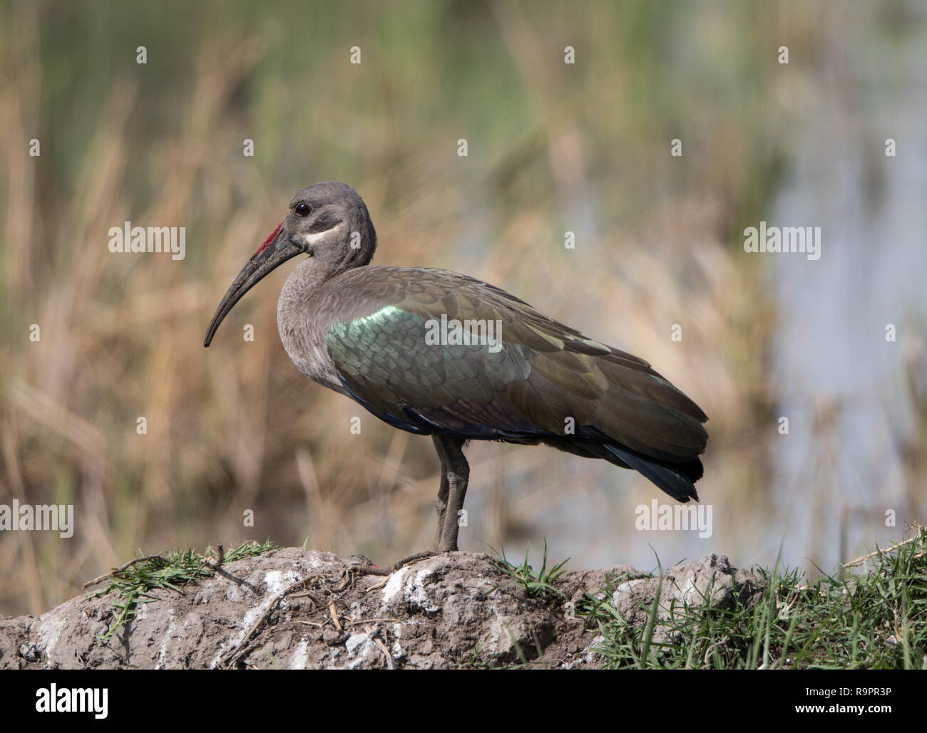 (Bostrychia hagedash Ibis hagedash) Banque D'Images