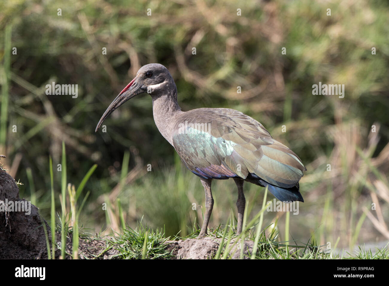 (Bostrychia hagedash Ibis hagedash) Banque D'Images