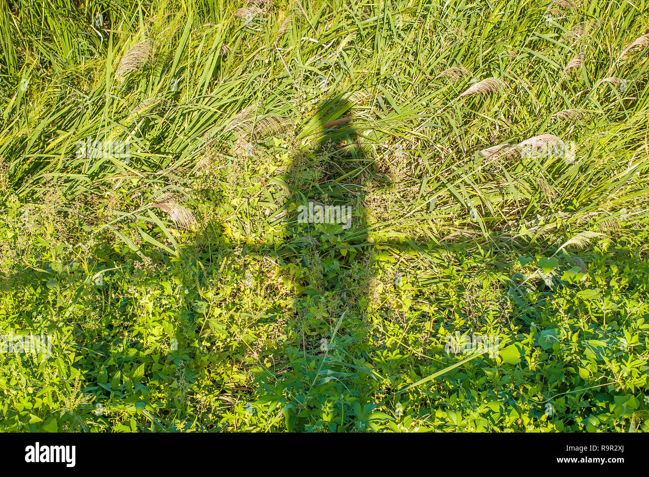 L'ombre d'un photographe sur une pelouse verte Banque D'Images