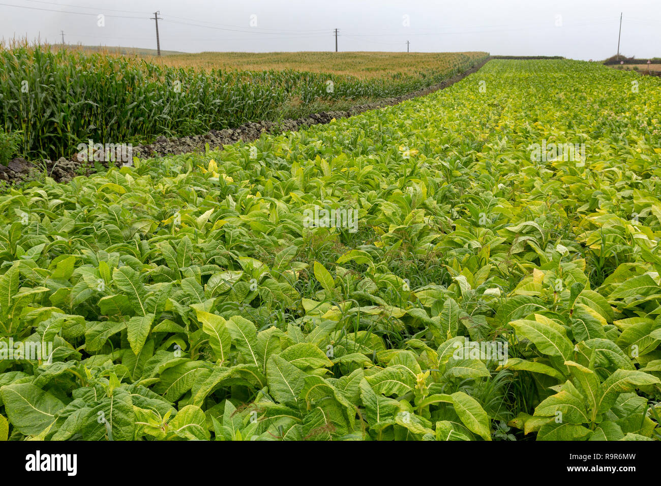 La culture du tabac à côté d'un champ de maïs près de Ribeira Grande sur Sao Miguel dans les Açores. Banque D'Images