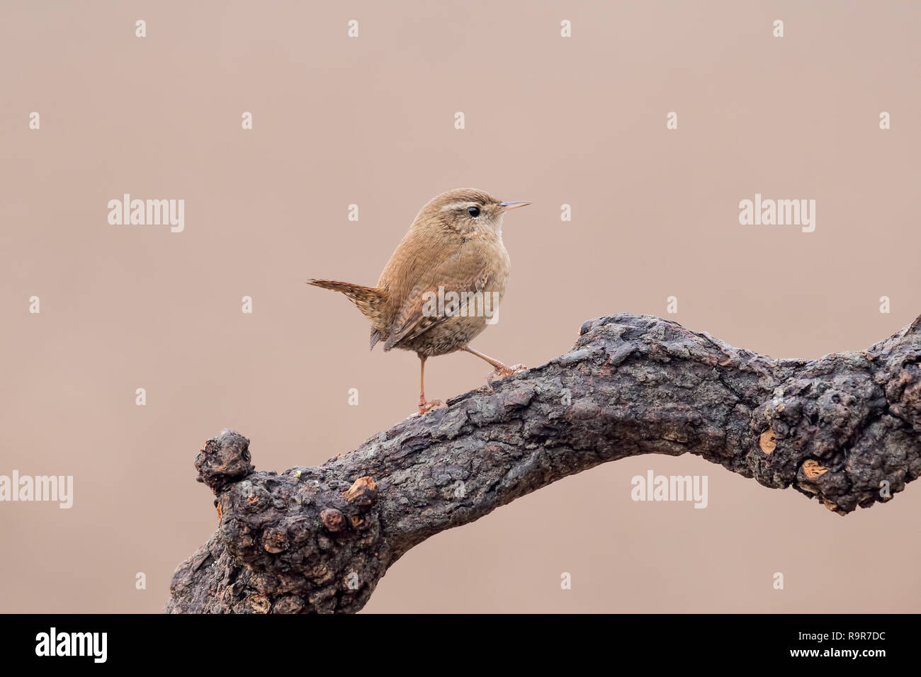 Portrait de troglodyte mignon (Troglodytes troglodytes) Banque D'Images