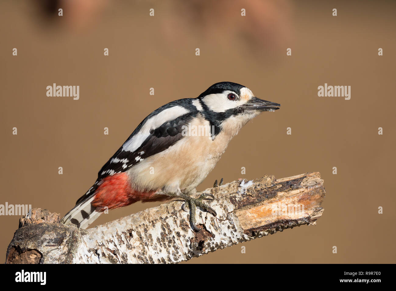 Portrait de la femelle pic épeiche (Dendrocopos major) Banque D'Images