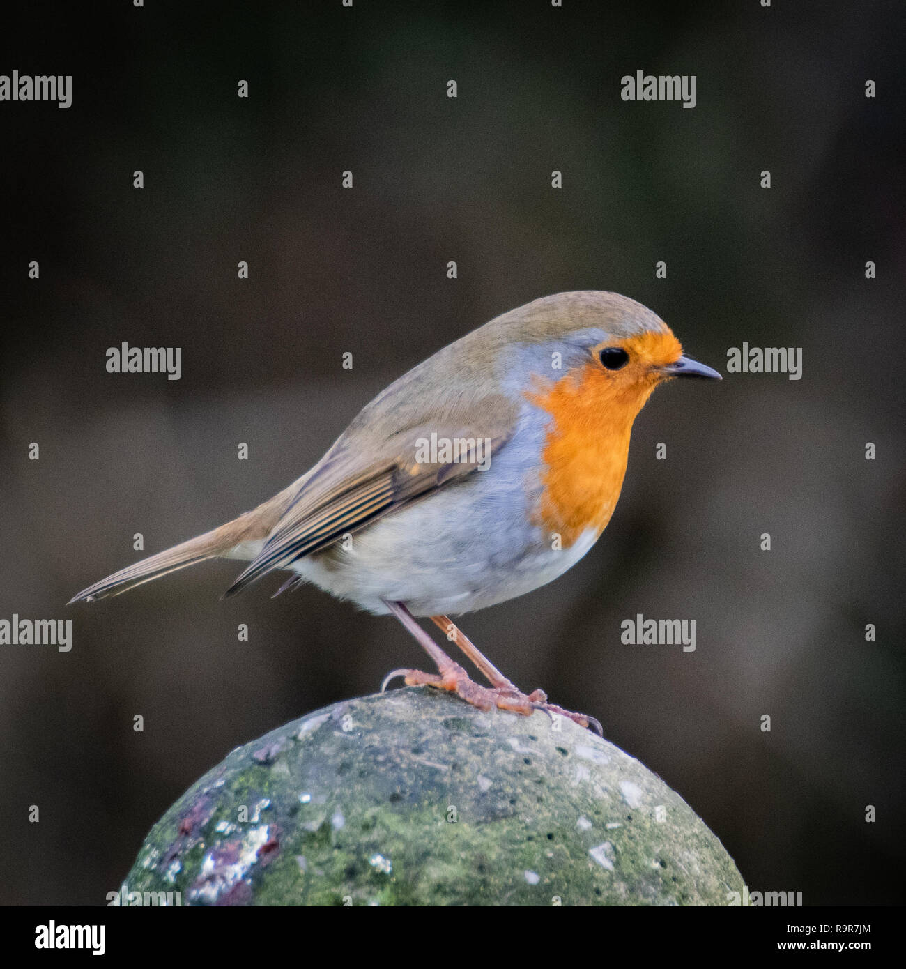European robin perché sur un poteau de clôture Banque D'Images