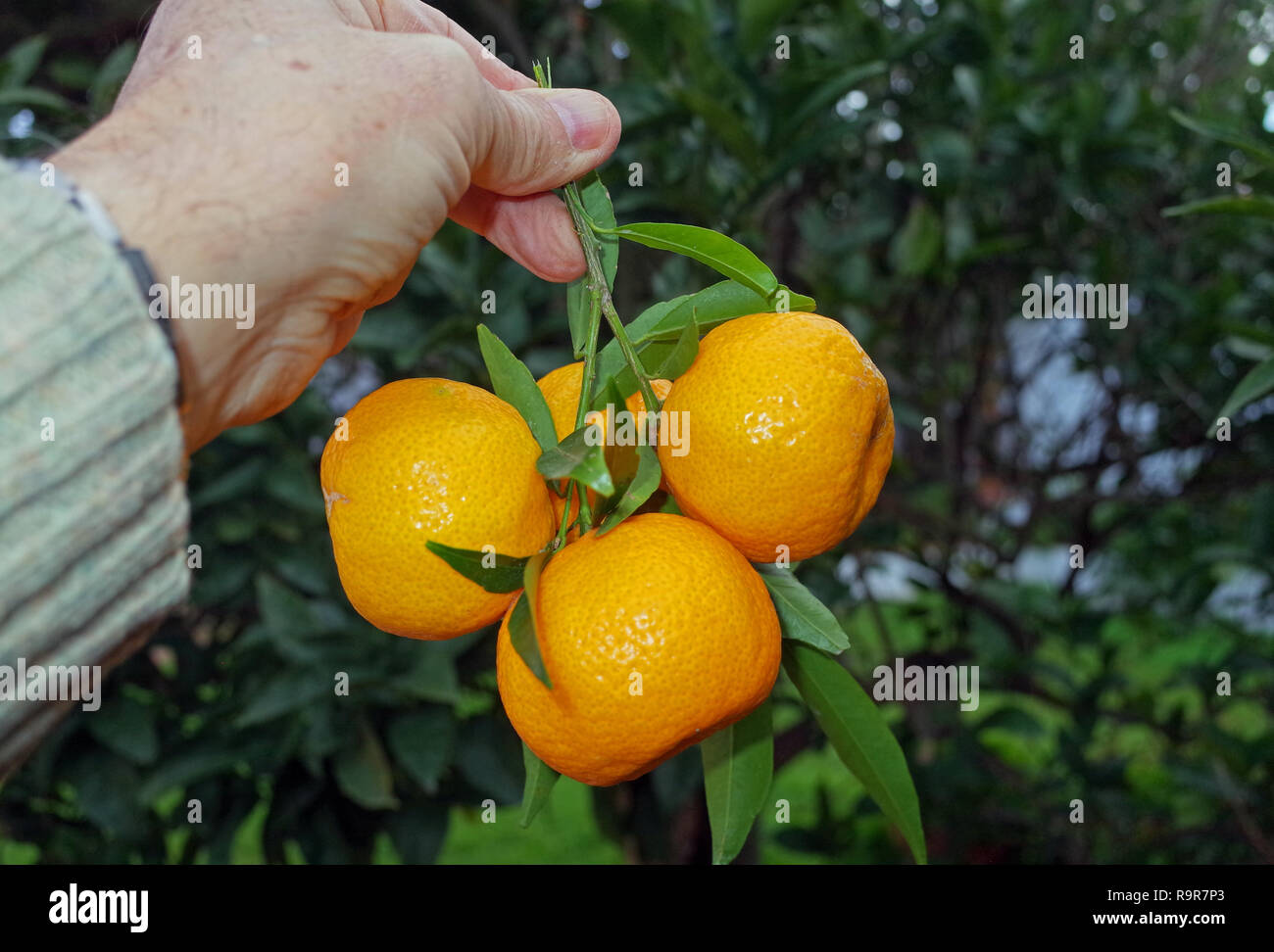 La mandarine (Citrus nobilis), close-up Banque D'Images