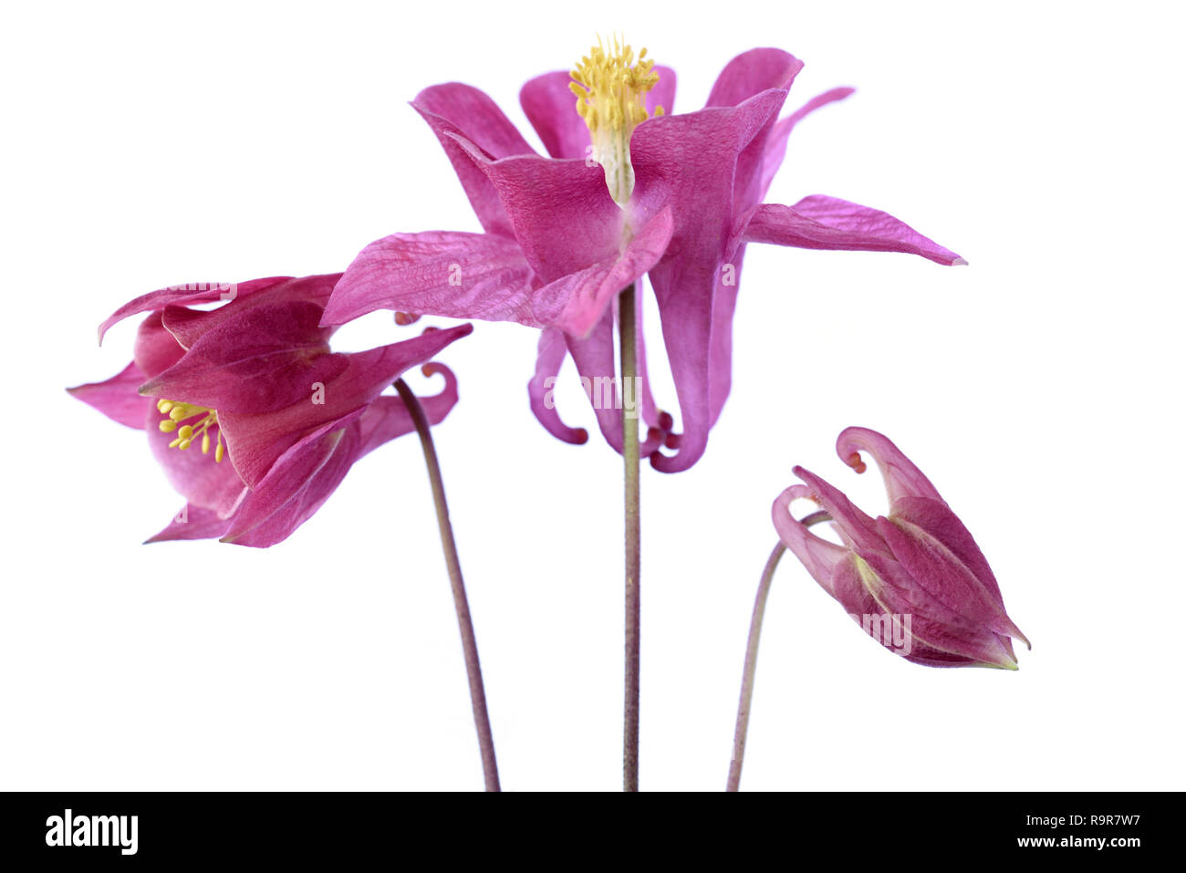 Columbine Aquilegia Banque D'Images