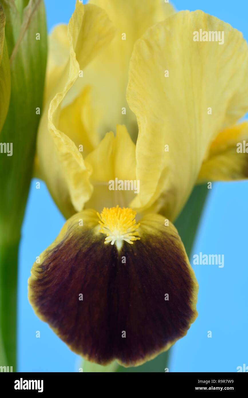 Iris barbus Banque D'Images